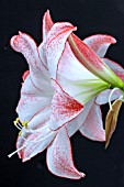 HIPPEASTRUM CHARISMA