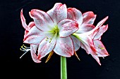 HIPPEASTRUM CHARISMA