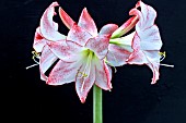 HIPPEASTRUM CHARISMA