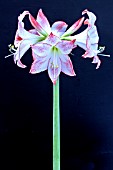 HIPPEASTRUM CHARISMA