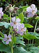 GERANIUM MACRORRHIZUM INGWERSENS VARIETY