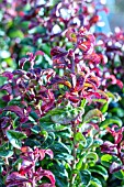 LEUCOTHOE AXILLARIS CURLEY RED