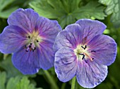 GERANIUM HIMALAYENSE GRAVETYE