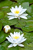 NYMPHAEA CANDIDA