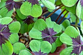 OXALIS TETRAPHYLLA IRON CROSS