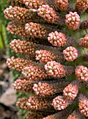 GUNNERA MANICATA FLOWER DETAIL