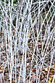 RUBUS COCKBURNIANUS