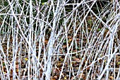 RUBUS COCKBURNIANUS