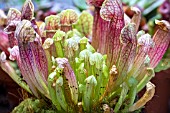 SARRACENIA PURPUREA