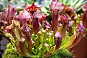 SARRACENIA PURPUREA