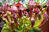 SARRACENIA PURPUREA