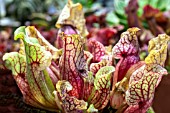 SARRACENIA PURPUREA