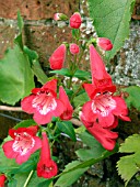 PENSTEMON WINDSOR RED