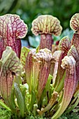 SARRACENIA PURPUREA