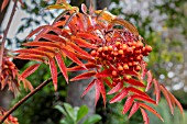 Sorbus ulleungensis Olympic Flame