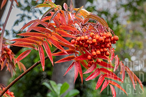 Sorbus_ulleungensis_Olympic_Flame