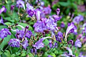 STROBILANTHES WALLICHII