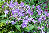 STROBILANTHES WALLICHII