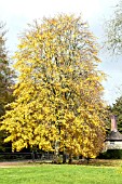 TILIA PETIOLARIS