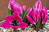 TULIPA HUMILIS VIOLACEA BLACK BASE