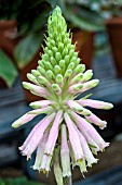 VELTHEIMIA BRACTEATA