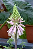 VELTHEIMIA BRACTEATA