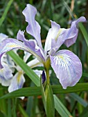 IRIS DOUGLASIANA