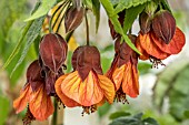 ABUTILON ORANGE HOT LAVA