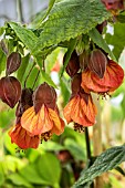 ABUTILON ORANGE HOT LAVA