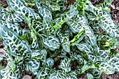 ARUM ITALICUM MARMORATUM