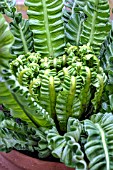 ASPLENIUM NIDUS CRISPY WAVE