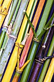 BAMBOO TYPES