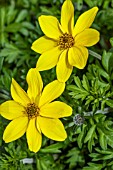 BIDENS YELLOW SUNSHINE