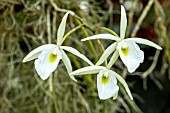 BRASSAVOLA PERRINII