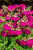 CALCEOLARIA CALINOPSIS SCARLET