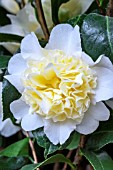 CAMELLIA JAPONICA BRUSHFIELDS YELLOW