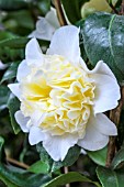 CAMELLIA JAPONICA BRUSHFIELDS YELLOW