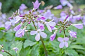 CARDAMINE QUINQUEFOLIA