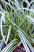 CAREX  MOROWII VANILLA ICE