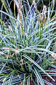 CAREX EVEREST