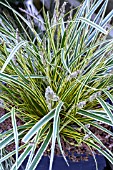 CAREX EVERGLOW