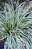 CAREX EVERGOLD