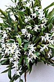 COELOGYNE LACTEA