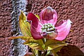 CORNUS FLORIDA RUBRA