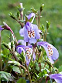 MAZUS REPTANS