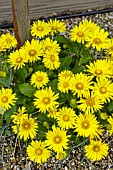 DORONICUM LITTLE LEO