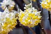 EDGEWORTHIA CHRYSANTHA