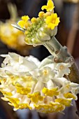 EDGEWORTHIA CHRYSANTHA