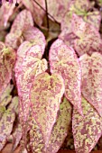 EPIMEDIUM PINK CHAMPAGNE