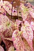 EPIMEDIUM PINK CHAMPAGNE